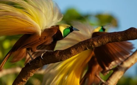 Kuşçu Nedir – Kuşçu Nasıl Olunur – Kuşçu Ne Kadar Kazanır?