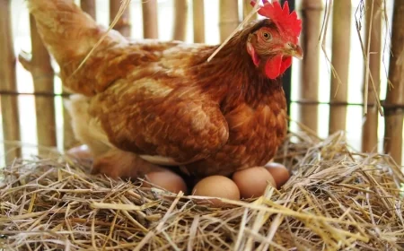 Tavukçu Nedir – Tavukçu Nasıl Olunur – Tavukçu Ne Kadar Kazanır?