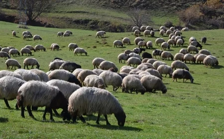 Çoban Nedir – Çoban Nasıl Olunur – Çoban Ne Kadar Kazanır