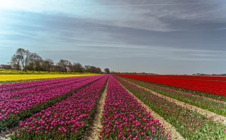 Çiçekçi Nedir – Çiçekçi Nasıl Olunur – Çiçekçi Ne Kadar Kazanır