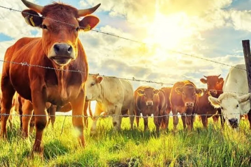 Kasap Nedir – Kasap Nasıl Olunur – Kasap Ne Kadar Kazanır?