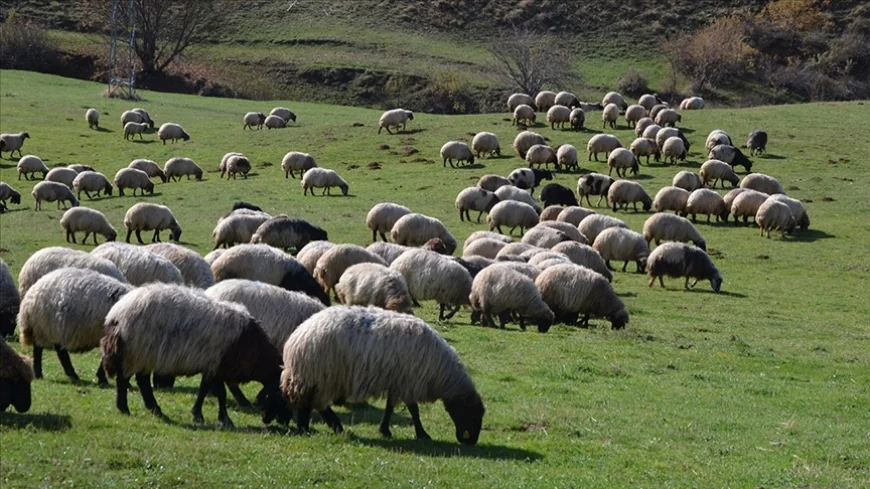 Çoban Nedir – Çoban Nasıl Olunur – Çoban Ne Kadar Kazanır